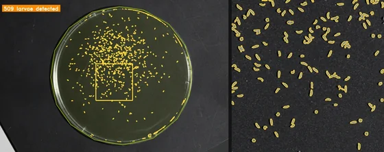 509 instances annotation plate